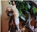 Фотография в Домашние животные Вязка собак Не развязан. Родословной на руках нет, но в Красноярске 10 000