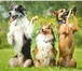 Foto в Домашние животные Услуги для животных Мы занимаемся воспитанием щенков, дрессировкой в Москве 2 000