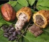 Foto в Красота и здоровье Разное Какао бобы в какавелле - 125 гр ,  живое в Москве 460
