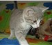 Фото в Домашние животные Отдам даром Отдадим в хорошие руки шотландского котенка, в Екатеринбурге 0