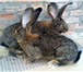 Изображение в Домашние животные Другие животные Продаются кролики уникальной породы немецких в Таганроге 1 000