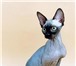 Канадский Сфинкс – продаются котята  В питомнике Канадских Сфинксов Golden Space Star г,  Москва п 68842  фото в Москве