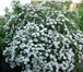 Изображение в Домашние животные Растения Питомник декоративных растений «Топиар» предлагает в Белгороде 150