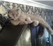 Фото в Домашние животные Вязка требуется котик скотиш-страит для кошечки в Нальчике 10