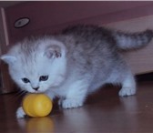 Питомник Брют предлагает кошечку скоттиш страйт (шотландскую прямоухая) Окрас серебристый черный п 69440  фото в Москве