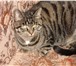 Фотография в Домашние животные Потерянные 28 Июня 2014 года потерялась кошка. Серая, в Новосибирске 0