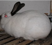 Фотография в Домашние животные Грызуны Кролиководческое хозяйство « Землевед» продает в Ярославле 0
