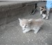 Фото в Домашние животные Отдам даром На завод подкинули 4 малышей-котят. Помогите, в Москве 1