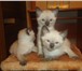 Сиамские котятки 1249728 Сиамская фото в Москве