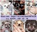 Щенята маленьких пород 4274532 Чихуахуа фото в Кинешма