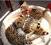 Фото в Домашние животные Отдам даром сервала и Саванна котята новые пометы 2015 в Владивостоке 0