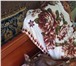 Foto в Домашние животные Вязка Годовалый котик Кузя породы Петерболд, шоколадный в Сочи 3 000