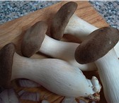 Изображение в Домашние животные Растения Вешенка – превосходные грибы! Сомневается в Тамбове 1 980