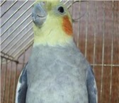 Фотография в Домашние животные Птички Продам попугаев Корелла. Стоимость одной в Екатеринбурге 2 500