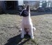 Фотография в Домашние животные Потерянные Пропала охотничья собака Лайка, 6 мес. Откликается в Петрозаводске 0