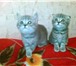 Продам котят британчиков, 2 мес, , окрас-голубой мрамор, От родителей с документами, К туалету приуч 69728  фото в Челябинске