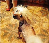 Фотография в Домашние животные Вязка собак Китайский хохлатый голыш ищет невесту. 2,5 в Саратове 0