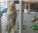 Фотография в Домашние животные Птички попугаи кореллы,девочка и мальчик. в Барнауле 2 100