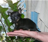 Продам щенка мини руский той-терьер, 1, 5 года, гладкошорстная, коричнево-подпалая девочка, сама ку 65116  фото в Калининграде