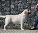 Foto в Домашние животные Вязка собак Предлагается для племенного разведения великолепный в Москве 0