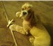 Изображение в Домашние животные Вязка собак Красивый клеймованный американский самец в Омске 5 000