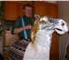 Foto в Развлечения и досуг Организация праздников Продам ростовую фигуру "Лошадь", изготовлю в Челябинске 10 000