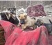 Foto в Домашние животные Отдам даром Замечательные щенки - красавцы: мальчики в Тольятти 0