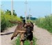 Foto в Домашние животные Вязка собак Великолепный кабель Американского ПитБуль в Красноярске 0