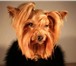Изображение в Домашние животные Услуги для животных Стрижка йорков, пекинесов, и других собак в Санкт-Петербурге 1 000