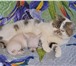Мини чишки девчонки и мальчишки 2348727 Чихуахуа фото в Ярославле