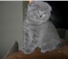Два котика и кошечка - вислоухие, окрас светло-голубой, возраст 2 месяца, приучены к лотку, все 69700  фото в Долгопрудный