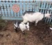 Фото в Домашние животные Другие животные 3 породы коз Зааненская.Альпийская.Чешская.Козлята в Липецке 1 000