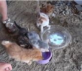 Фото в Домашние животные Отдам даром Отдам котят в хорошие руки.игривые,умные.кушают в Белгороде 0