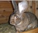 Фотография в Домашние животные Другие животные Продаю кроликов любого возраста в Стерлитамаке 0