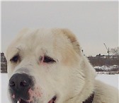 Foto в Домашние животные Вязка собак Приглашаем невест) О себе: САО (алабай), в Челябинске 5 000