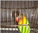 Фотография в Домашние животные Птички Продам попугая маскового неразлучника.Можно в Тольятти 1 500