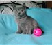 Роскошная супер плюшевая малышка 4017110 Британская короткошерстная фото в Санкт-Петербурге