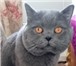 Foto в Домашние животные Вязка Предлагаем вязку с шикарным красивым котом-Шотландский в Москве 2 000