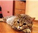 Фотография в Домашние животные Вязка Опытный кот скоттиш страйт в самом расцвете в Екатеринбурге 2 000