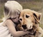 Фото в Домашние животные Услуги для животных Если собака спокойна и уверенна в себе и в Красноярске 600