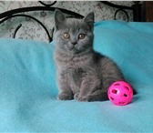 Роскошная супер плюшевая малышка 4017110 Британская короткошерстная фото в Санкт-Петербурге