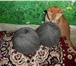 Фото в Прочее,  разное Разное Вышлю натуральный  козий пух придонской породы в Перми 1 600