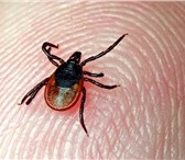 Изображение в Прочее,  разное Разное С наступлением тепла мы все любим отдыхать в Воронеже 1 100