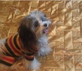 Фотография в Домашние животные Вязка собак помесь ши тцу с цветной болонкой.маленький в Казани 0