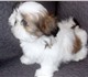 Предлагаем щенков ши-тцу,  от титулованн