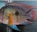 Фотография в Домашние животные Рыбки Продаю аквариумную рыбу оптом и розницу, в Белокуриха 40