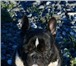 Изображение в Домашние животные Вязка собак Французский бульдожка ищет подружку для случки. в Хабаровске 0