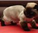 Изображение в Домашние животные Стрижка собак Грумер со стажем, мастер своего дела,выполню в Санкт-Петербурге 2 000