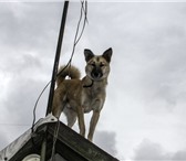 Foto в Домашние животные Отдам даром Отдам собаку в Челябинске 0