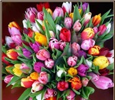 Фотография в Домашние животные Растения Тюльпаны из Голландии, отличного качества! в Перми 25